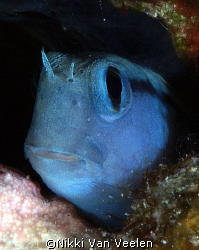 Blenny portrait taken with E300 and 105mm lens. by Nikki Van Veelen 
